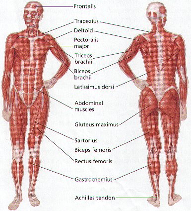 Anatomy: Muscular System - eThemes.